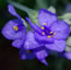 Tradescantia bracteata